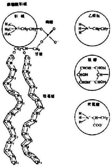 細胞膜結構的物質組成及作用