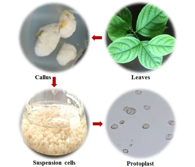 圖片來源:植物學報 圖片來源:植物學報