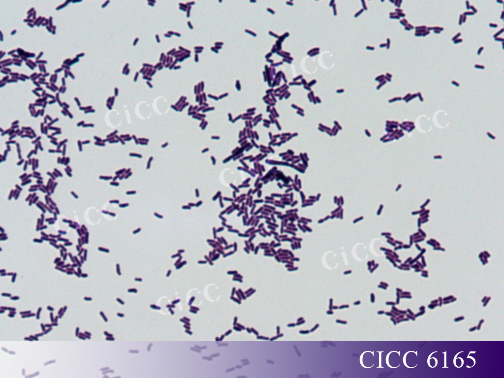 CICC 6165 .jpg CICC 6165 .jpg