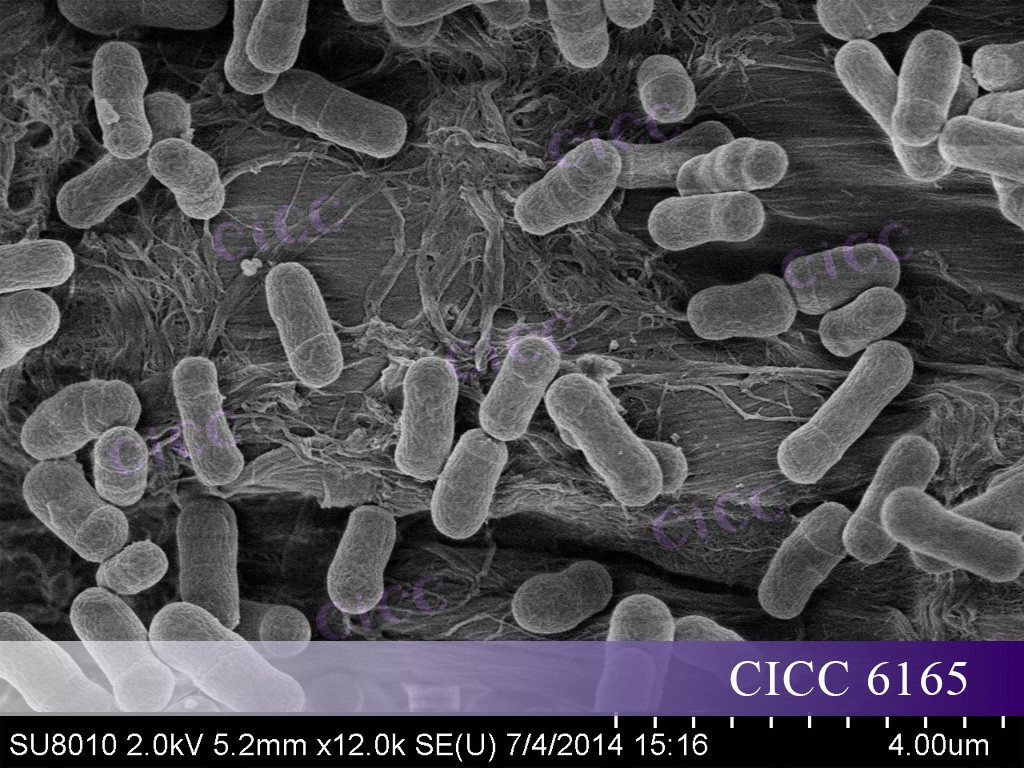 CICC 6165  .jpg CICC 6165  .jpg