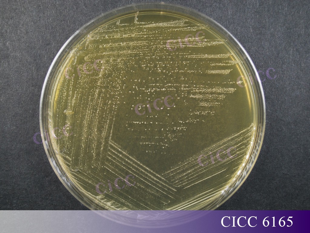 CICC 6165.jpg CICC 6165.jpg